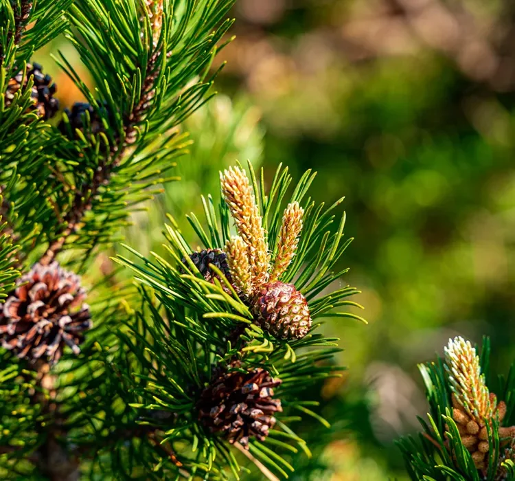 ЖК Шекспир в Санкт-Петербурге | Застройщик Л1